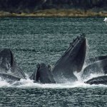 whale watching tour in Banderas Bay