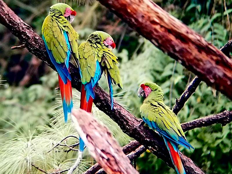 bird watching tours in puerto vallarta